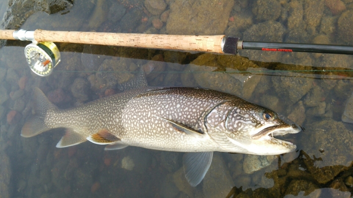 Yuuji Samizu Brown & lake trout