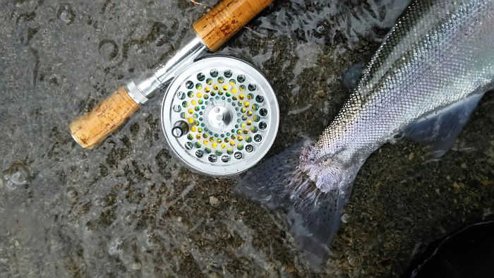 Kunihiro Watanabe Rainbow trout