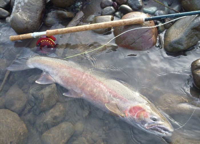 Takashi Iwamori Steelhead