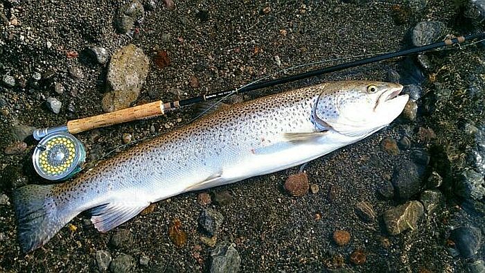 Akira Saito Brown trout