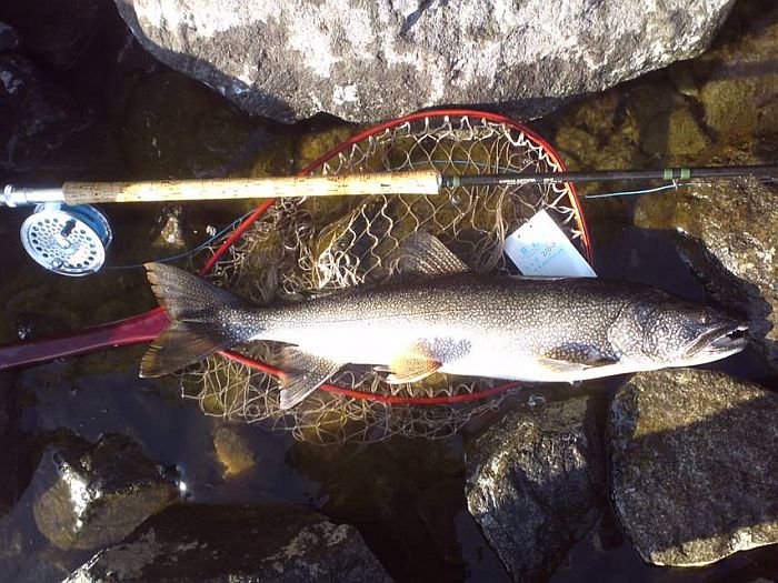 Arimoto kouichi Lake Trout