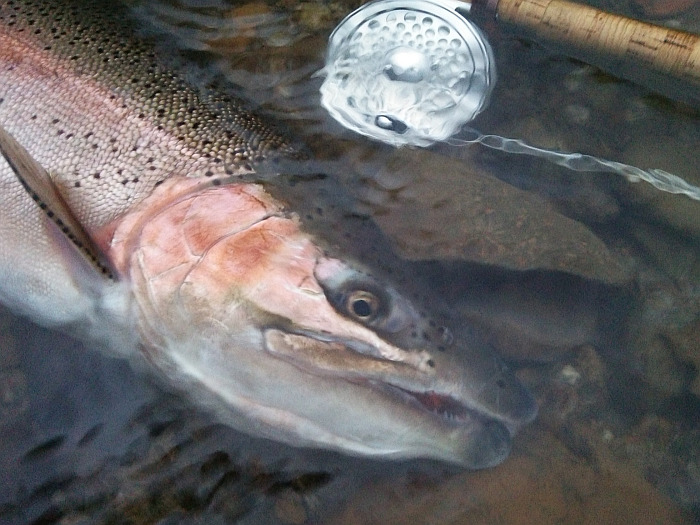 Shinya Kawahara Rainbow Trout