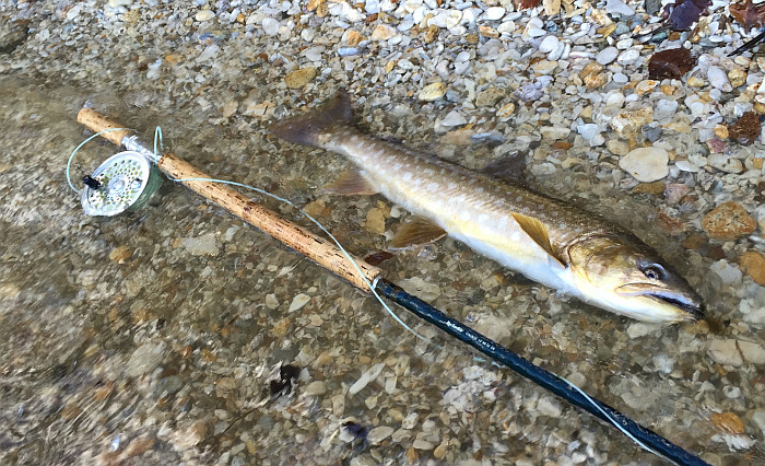 Yasuhiro Shiozawa Japanese common Char