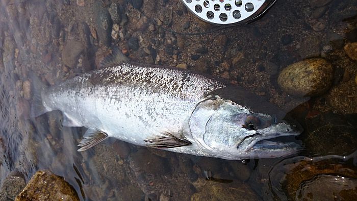 Masakazu Takahashi Cherry Salmon