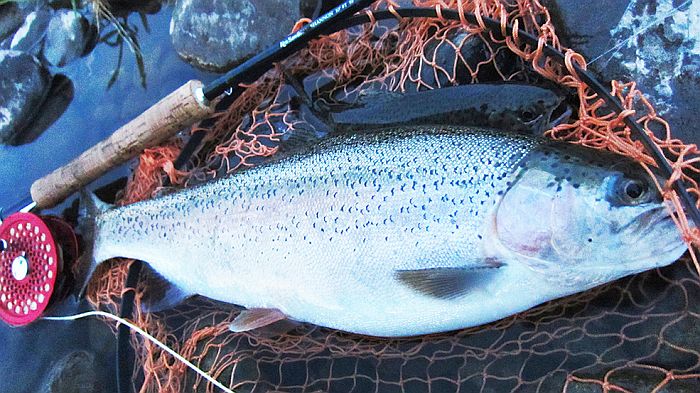 Ikuo Shimizu Rainbow Trout