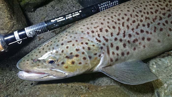 Takayuki Omata Rainbow trout & Brown trout