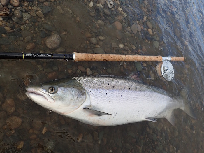 Takuo Noda Atlantic Salmon