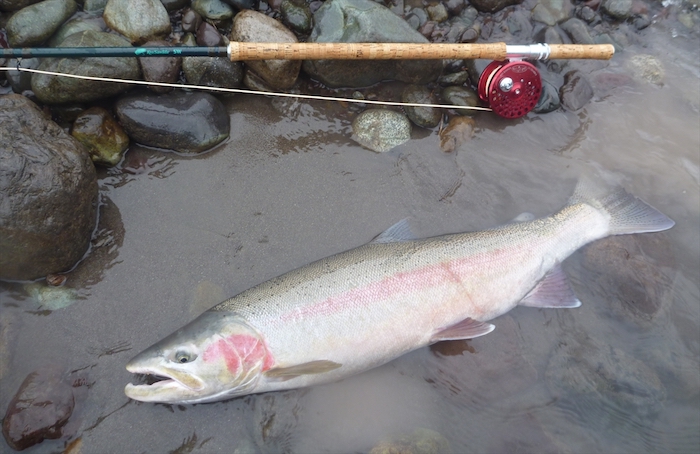 Takashi Iwamori Steelhead