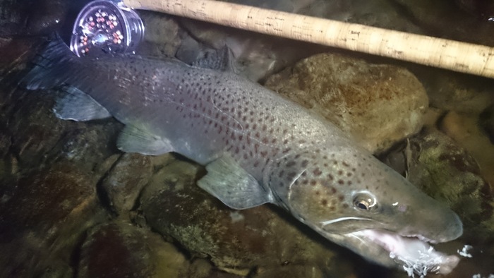 Takayuki Omata Rainbow & Brown Trout