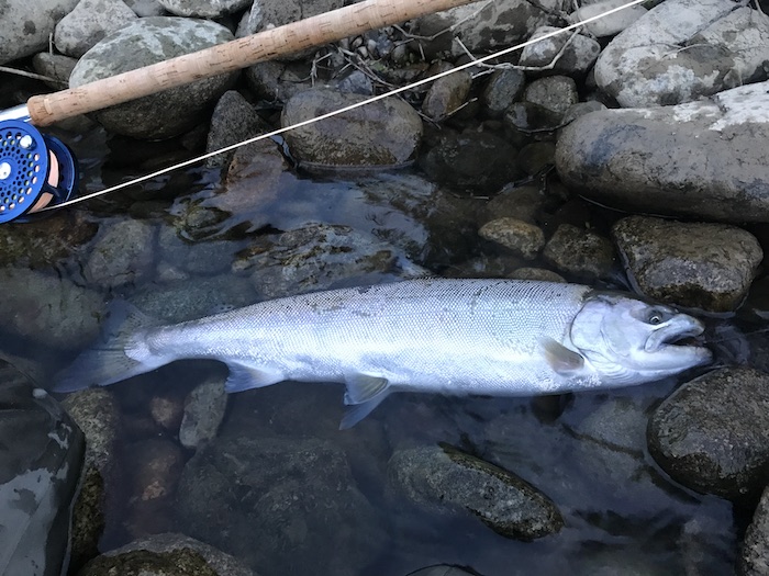 Shigeru Satoh Cherry Salmon