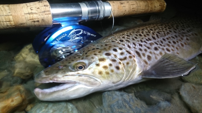 Takayuki Omata Brown Trout