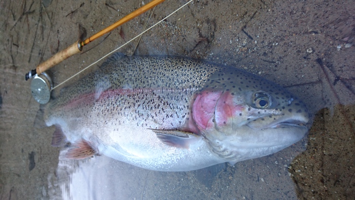 Norio Hitomi Rainbow Trout